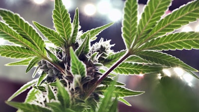 This May 20, 2019, file photo shows a mature marijuana plant beginning to bloom under artificial lights at Loving Kindness Farms in Gardena, Calif.