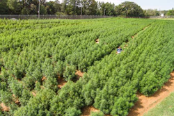 In this 2014 photo, Dr. Suman Chandra inspects marijuana plants growing at the Ole Miss medicinal gardens in University, Miss.