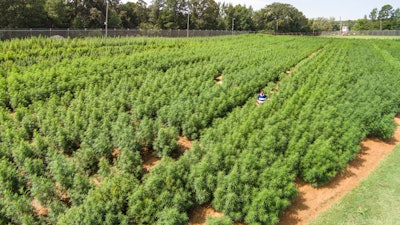 In this 2014 photo, Dr. Suman Chandra inspects marijuana plants growing at the Ole Miss medicinal gardens in University, Miss.