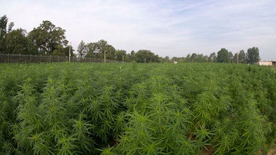This 2014 photo provided by the University of Mississippi shows marijuana plants growing at the Ole Miss medicinal gardens in University, Miss.