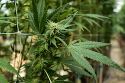 This Sept. 11, 2018, file photo shows cannabis plants growing at a greenhouse at SLOgrown Genetics in the coastal mountain range of San Luis Obispo, Calif. California auditors have found that the agency overseeing the state's vast legal marijuana market is understaffed and struggling to do the job. A Finance Department audit in early July 2019 finds that about two-thirds of the Bureau of Cannabis Control's authorized positions remain unfilled.