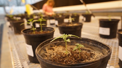 These young hemp plants were started in a UT AgResearch greenhouse prior to planting in the field. The field trials will help scientists assess which plants perform best under similar agronomic conditions, such as soil type and weather.