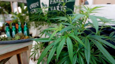 Marijuana plants displayed at the Green Goat Family Farms stand in Long Beach, Calif.