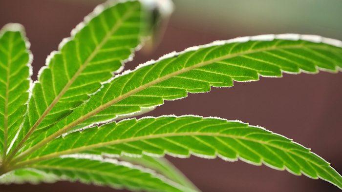 This Monday, May 20, 2019, file photo, shows a marijuana leaf on a plant at a cannabis grow. Louisiana is becoming the first Deep South state to dispense medical marijuana, four years after state lawmakers agreed to give patients access to therapeutic cannabis.