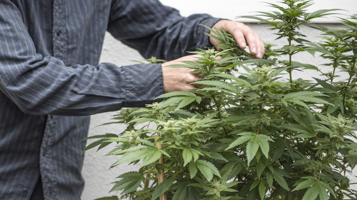 Megrown Marijuana California jpg 4gf Fxg2