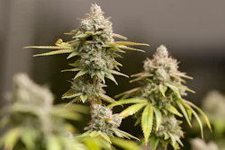 This Jan. 28, 2019, file photo shows marijuana buds in Akron, Ohio.