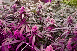 This May 20, 2019, file photo shows mature marijuana plants flowering prior to harvest under artificial lights at Loving Kindness Farms in Gardena, Calif.