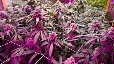 This May 20, 2019, file photo shows mature marijuana plants flowering prior to harvest under artificial lights at Loving Kindness Farms in Gardena, Calif.