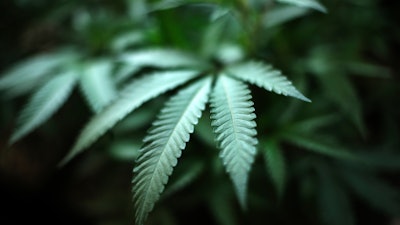 In this Aug. 15, 2019, file photo, marijuana grows at an indoor cannabis farm in Gardena, Calif.
