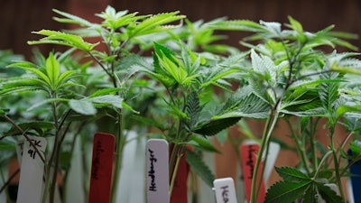 This April 15, 2017 file photo shows marijuana plants for sale at the ShowGrow dispensary a medical marijuana provider in downtown Los Angeles. California's struggling legal cannabis industry is expected to grow next year to $3.1 billion, but it remains far outmatched by the state's thriving illegal market. A report released Thursday, Aug. 15, 2019, finds consumers are spending roughly $3 in the state's underground pot economy for every $1 in the legal one.