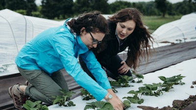 Samantha Willden and Alexis Ashe sample for arthropods in strawberry low tunnel fields at Cornell AgriTech, Geneva, N.Y.