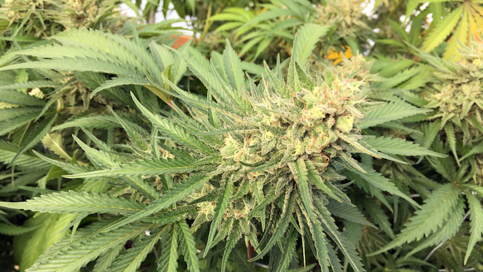 In this Sept. 30, 2016, file photo, a marijuana bud is seen before harvesting at a rural area near Corvallis, Ore.