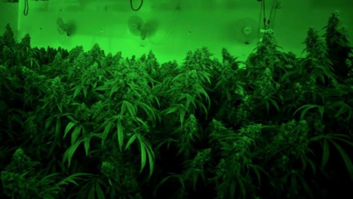 According to new research, strongly scented airborne chemicals called biogenic volatile organic compounds (BVOCs), which are naturally produced by cannabis plants during growth and reproduction, may impact indoor and outdoor air quality.