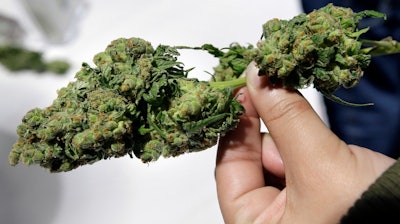 In this March 25, 2018, file photo, a visitor examines a marijuana sample at the New England Cannabis Convention in Boston.