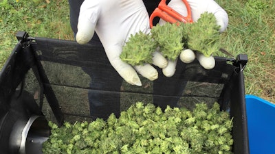 In this Sept. 30, 2016, file photo, a marijuana harvester examines buds going through a trimming machine near Corvallis, Ore.