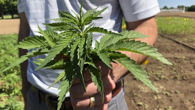 In this June 13, 2019, photo, Lloyd Nackley, a plant ecologist with the Oregon State University Extension Service, holds freshly picked tops of hemp plants from one of Oregon State's hemp research stations in Aurora, Ore.