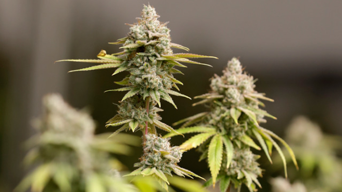 This Jan. 28, 2019, file photo shows marijuana buds in Akron, Ohio.