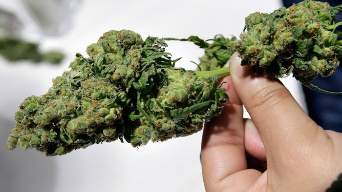 In this March 25, 2018, file photo, a convention visitor examines a marijuana sample at the New England Cannabis Convention in Boston.