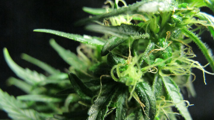 Finola with frostlike trichomes.