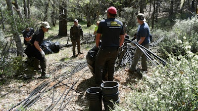 In this May 7, 2019, photo, Forest Service rangers, scientists and conservationists work to reclaim a trespass grow site where nearly 9,000 cannabis plants were illegally cultivated.