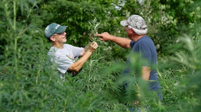 In this Aug. 21, 2019, photo, industrial hemp farmers Jeff Dennings, left, and Dave Crabill check plants at their farm in Clayton Township, Mich.