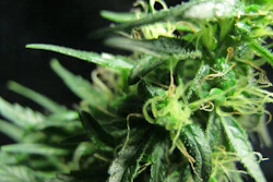 Finola with frostlike trichomes.