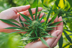 Marijuana Plant