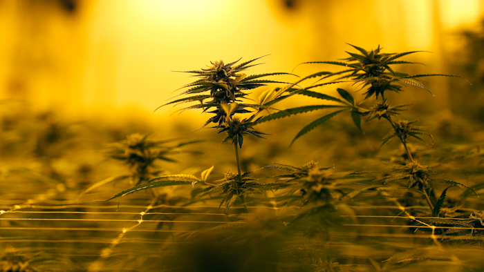 In this Aug. 6, 2019, file photo, marijuana plants grow at GB Sciences Louisiana in Baton Rouge.