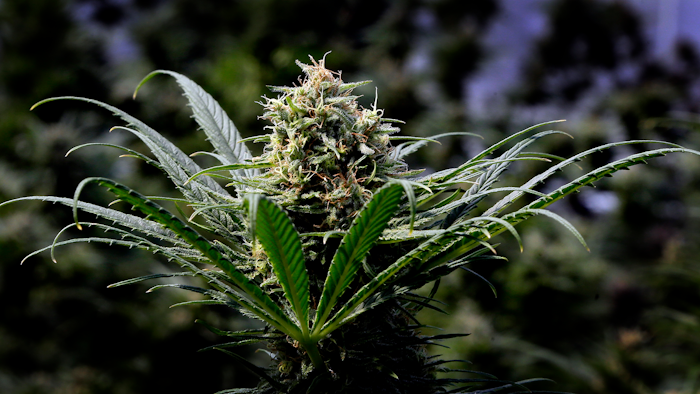 This May 24, 2018, file photo shows a marijuana plant.