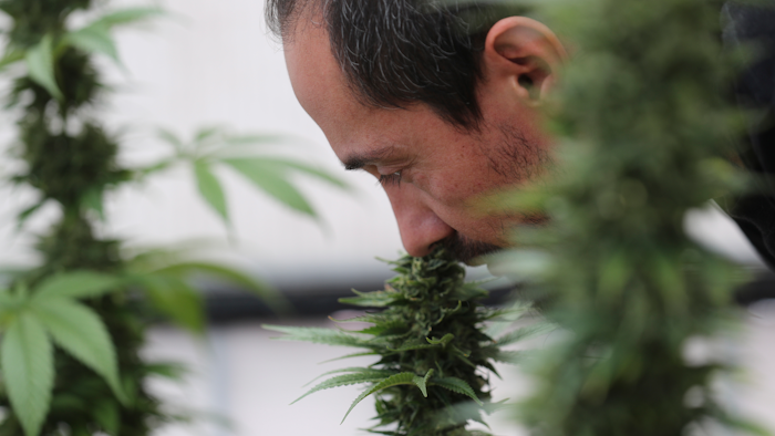 In this Wednesday Nov. 6, 2019 photo, Esteban Almeida smells his cannabis plants at his small greenhouse in Quito, Ecuador, Thursday, Nov. 7, 2019. Ecuador's legislature approved medical use of cannabis containing less than 1% of THC, the high-producing ingredient in marijuana, in September.