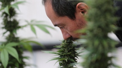 In this Wednesday Nov. 6, 2019 photo, Esteban Almeida smells his cannabis plants at his small greenhouse in Quito, Ecuador, Thursday, Nov. 7, 2019. Ecuador's legislature approved medical use of cannabis containing less than 1% of THC, the high-producing ingredient in marijuana, in September.