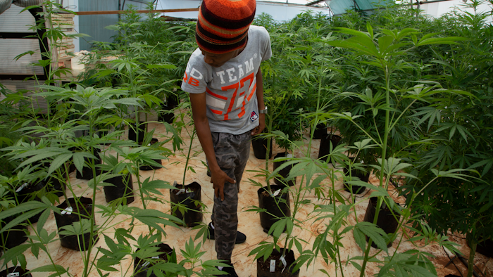 In this Dec. 12, 2019, photo, small-scale farmer Itumeleng Tau stands among his cannabis plants in a hothouse in Krugersdorp, South Africa.