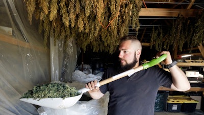 In this April 23, 2018, file photo, Trevor Eubanks, plant manager for Big Top Farms, shovels dried hemp as branches hang drying in barn rafters overhead at their production facility near Sisters, Ore. Draft rules released by the United States Department of Agriculture for a new and booming agricultural hemp industry have alarmed farmers, processors and retailers across the country, who say the provisions will be crippling if they are not significantly overhauled before they become final.