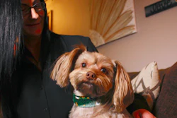 Amy Carter and her Yorkshire terrier-Chihuahua mix Bentley, who has epilepsy, Nov. 5, 2019, in St. Francis, Wis.