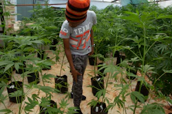 In this Dec. 12, 2019, photo, small-scale farmer Itumeleng Tau stands among his cannabis plants in a hothouse in Krugersdorp, South Africa.