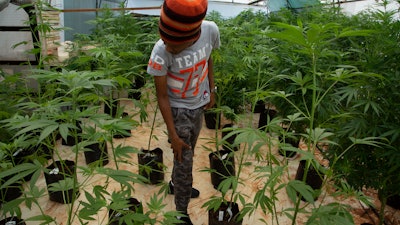 In this Dec. 12, 2019, photo, small-scale farmer Itumeleng Tau stands among his cannabis plants in a hothouse in Krugersdorp, South Africa.