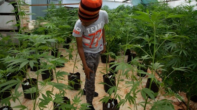 In this Dec. 12, 2019, photo, small-scale farmer Itumeleng Tau stands among his cannabis plants in a hothouse in Krugersdorp, South Africa.
