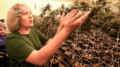 In this Aug. 22, 2019, photo, lead grower Elizabeth Keyser talks about flowering medical marijuana plants being grown with special grow lights during a media tour of the Curaleaf medical cannabis cultivation and processing facility in Ravena, N.Y.