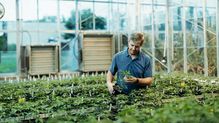 Horticulture professor Larry Smart examines industrial hemp plants growing in a greenhouse at Cornell AgriTech in Geneva, New York.