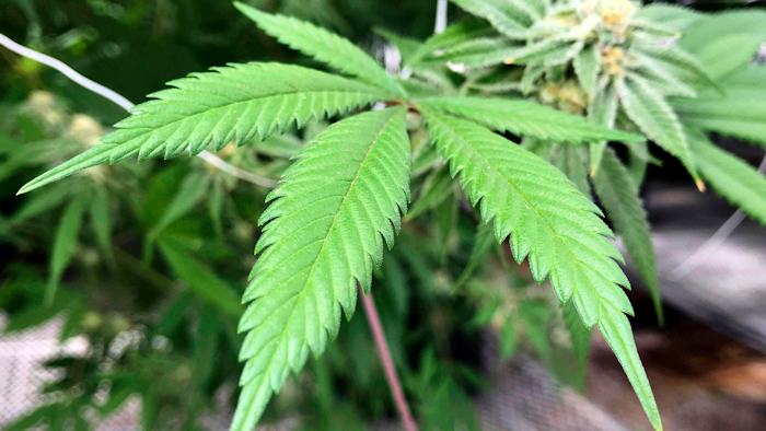 Marijuana plant inside Ultra Health's cultivation greenhouse in Bernalillo, N.M., April 6, 2018.