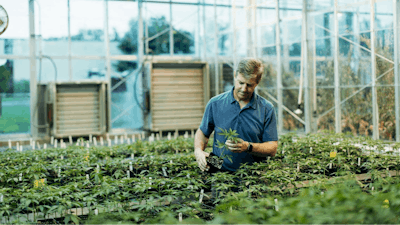 Horticulture professor Larry Smart examines industrial hemp plants growing in a greenhouse at Cornell AgriTech in Geneva, New York.