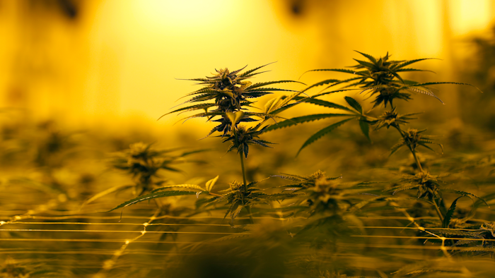 Marijuana plants at GB Sciences Louisiana in Baton Rouge, Aug. 6, 2019.