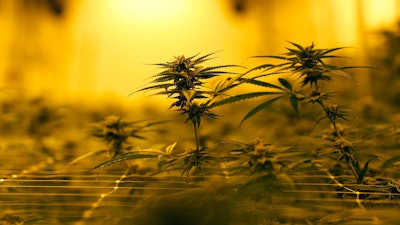 Marijuana plants at GB Sciences Louisiana in Baton Rouge, Aug. 6, 2019.