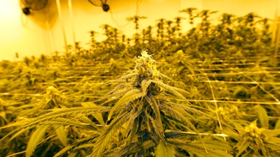 Marijuana plants growing at GB Sciences Louisiana, Baton Rouge, Aug. 6, 2019.