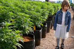 Charlotte Figi, then age 7, in a greenhouse west of Colorado Springs, Feb. 7, 2014.