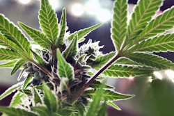 A marijuana plant under artificial lights at Loving Kindness Farms, Gardena, Calif., May 20, 2019.