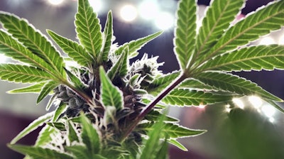 A marijuana plant under artificial lights at Loving Kindness Farms, Gardena, Calif., May 20, 2019.