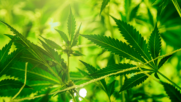 Marijuana Plants