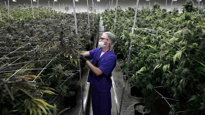 Marijuana cultivation facility in Las Vegas, June 28, 2017.