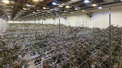 A Stability Cannabis flowering room in in full bloom.